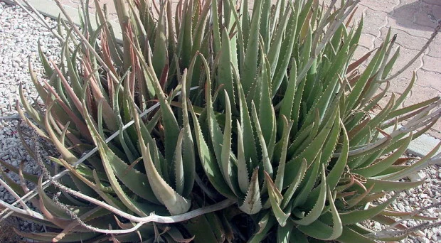 Aloe Vera